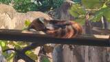 野毛山動物園