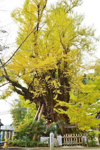 PHOTO 葛城一言主神社#2