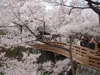 PHOTO 高遠城址公園#1
