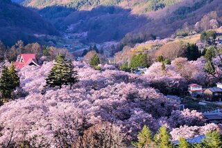 PHOTO 高遠城址公園#2
