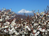 岩本山公園