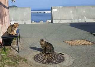 PHOTO 藍島(猫の島)#2