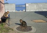藍島(猫の島)