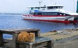 藍島(猫の島)