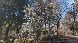 PHOTO 蘇峰公園・山王草堂記念館#4