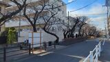 馬込桜並木通り(桜のプロムナード)