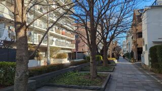 PHOTO 馬込桜並木通り(桜のプロムナード)#1
