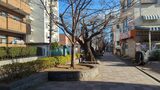 馬込桜並木通り(桜のプロムナード)