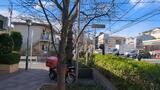 馬込桜並木通り(桜のプロムナード)