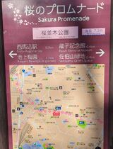 馬込桜並木通り(桜のプロムナード)