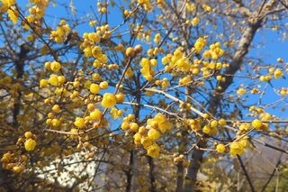 PHOTO 西方寺#6