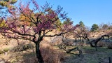大倉山公園