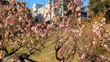 大倉山公園