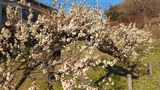 大倉山公園