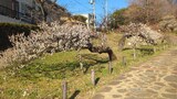 大倉山公園