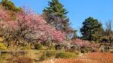 大倉山公園