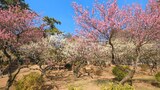 大倉山公園