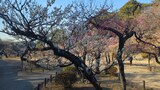 大倉山公園