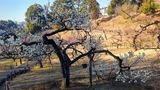 大倉山公園