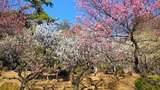 大倉山公園