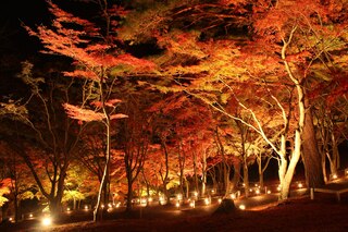 PHOTO 修善寺もみじ林#1