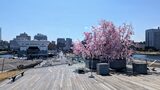 大さん橋