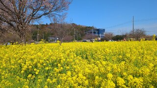 PHOTO 川和町菜の花畑#2