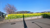 川和町菜の花畑