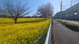 川和町菜の花畑