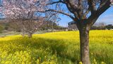川和町菜の花畑