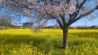 川和町菜の花畑