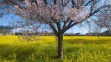 川和町菜の花畑