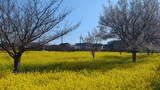 川和町菜の花畑