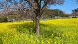 川和町菜の花畑