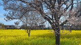 川和町菜の花畑