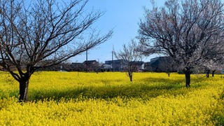PHOTO 川和町菜の花畑#3