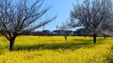 川和町菜の花畑