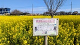 川和町菜の花畑