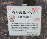 歌丸桜~横浜橋通商店街