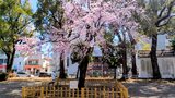 歌丸桜~横浜橋通商店街