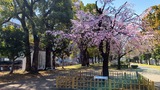 歌丸桜~横浜橋通商店街