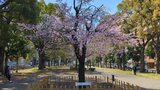 歌丸桜~横浜橋通商店街