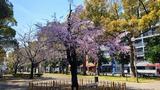 歌丸桜~横浜橋通商店街