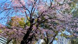 歌丸桜~横浜橋通商店街