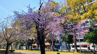 PHOTO 歌丸桜~横浜橋通商店街#1