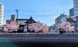 大岡川プロムナード