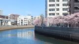 大岡川プロムナード