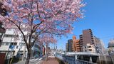 大岡川プロムナード