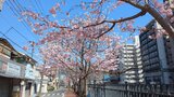 大岡川プロムナード