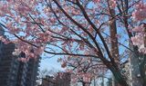 大岡川プロムナード
